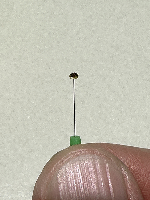 Varroa
